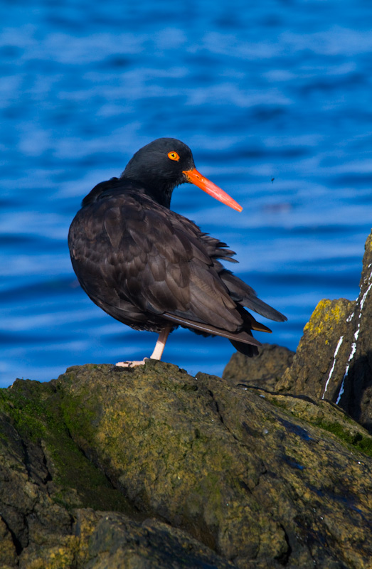 Black Oystercatcher